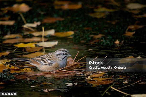 Birds In Freedom And In Their Environment Stock Photo - Download Image Now - Animal, Animal Body Part, Animal Eye