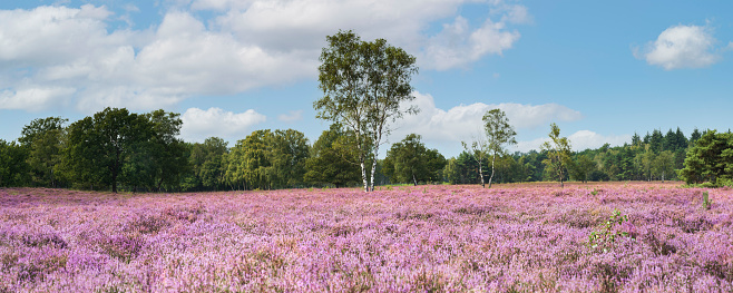 Panoramic image of blooming purple heather De Kampina nature reserve, Oisterwijk