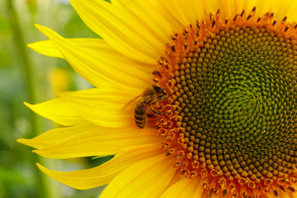 istock Yellow sunflower flower and bee 1339665699