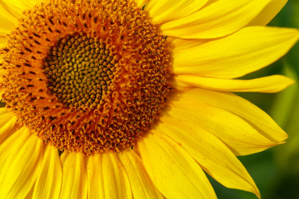 istock Yellow sunflower flower close-up. 1339665721