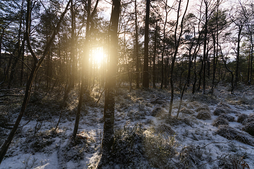 Outdoors scenics of Norway: winter forest landscape with snow