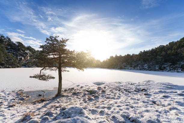 Outdoors scenics of Norway: winter forest landscape with snow