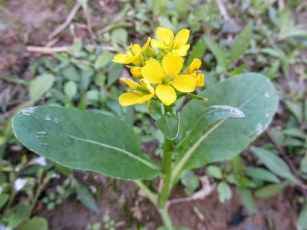 istock closeup of a leaf mustard flower 1339666826