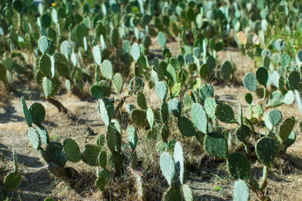 istock Many cacti plants at desert in sunny day 1339667815