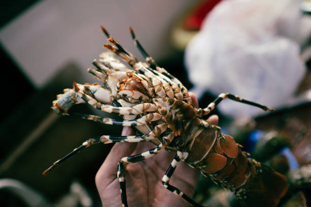 Scalloped spiny lobster, Sri Lanka fish market stock photo