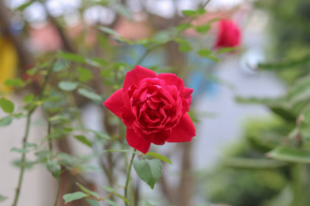 istock a red rose is blooming in the garden 1339669853
