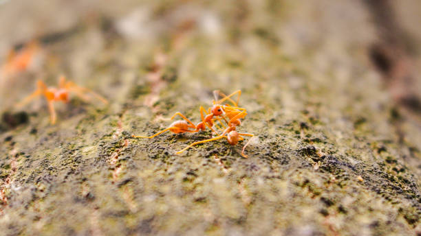 istock two red ants are kissing on a tree - a romantic scene 1339669913