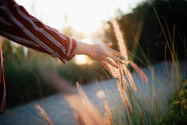 istock Hand of young woman feels desho grass(Pennisetum pedicellatum) 1339669987