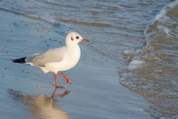 Beautiful white seagull on the seashore. Seabird among the waves of the autumn sea. Surf and wave movement. Beautiful evening light.