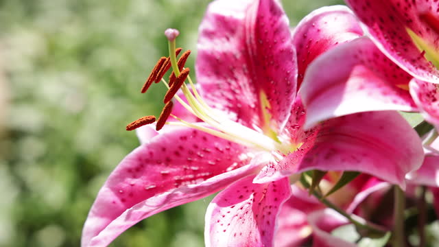 Close-up of Pink Lily in a Garden in Summer