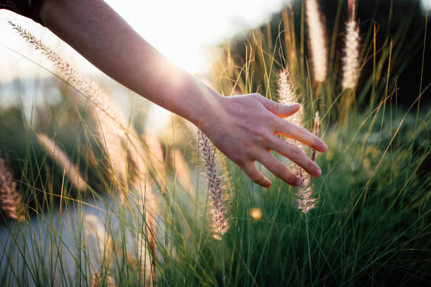 istock Hand of young woman feels desho grass(Pennisetum pedicellatum) 1339670071