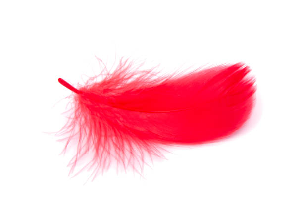 istock Red fluffy feather soft isolated on the white studio background 1339670247
