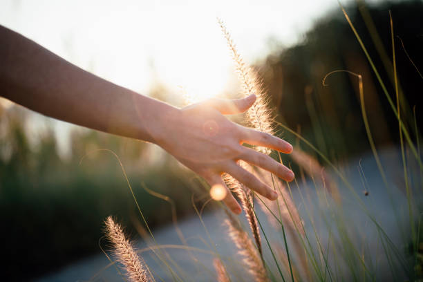 istock Hand of young woman feels desho grass(Pennisetum pedicellatum) 1339670253