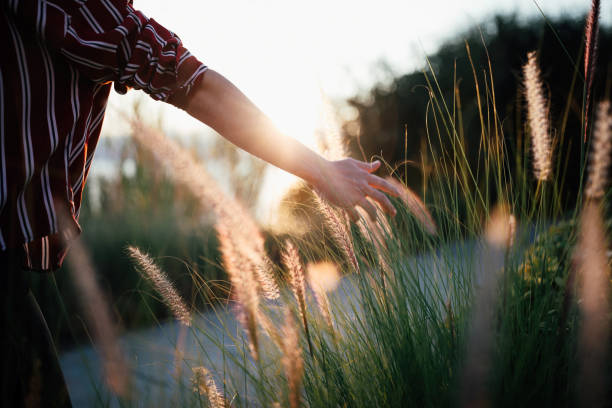 istock Hand of young woman feels desho grass(Pennisetum pedicellatum) 1339670254