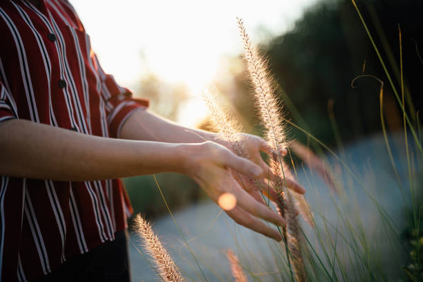 istock Hand of young woman feels desho grass(Pennisetum pedicellatum) 1339670263