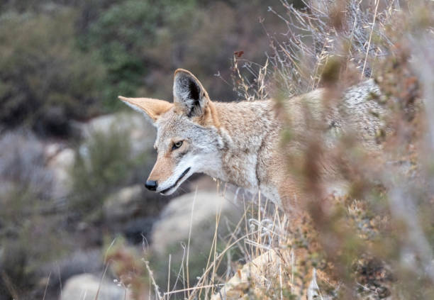 Canyon Coyote looking for breakfast at Santa Susana Pass State Historic Park near Los Angeles and Simi Valley in Southern California.
