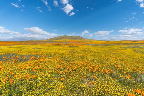 california wilflower super bloom - wildflower california desert spring stock-fotos und bilder