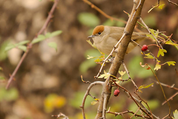 istock Birds in freedom and in their environment. 1339670453