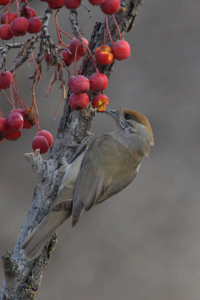 istock Birds in freedom and in their environment. 1339670460