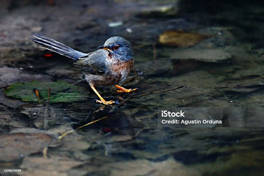 Birds in freedom and in their environment. Sylvia cantillans - Common Warbler, a species of passerine bird of the genus Sylvia within the family Sylviidae. Agua Volcano Stock Photo