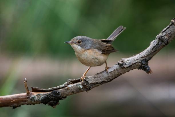 istock Birds in freedom and in their environment. 1339670521