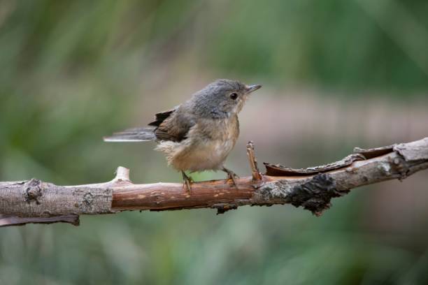 istock Birds in freedom and in their environment. 1339670527