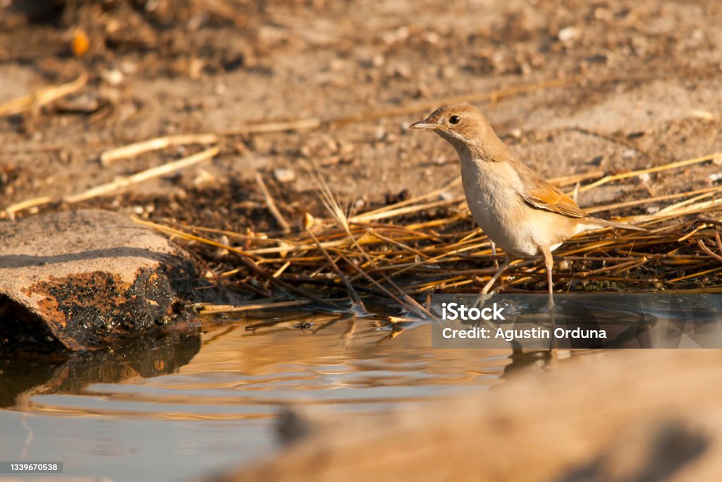 Birds in freedom and in their environment. Sylvia borin - Warbler, a species of passerine bird of the genus Sylvia within the family Sylviidae. Agua Volcano Stock Photo