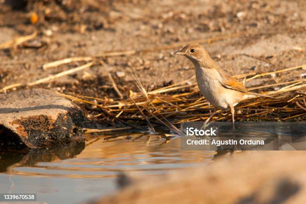 Birds In Freedom And In Their Environment Stock Photo - Download Image Now - Agua Volcano, Animal Wildlife, Animals In The Wild