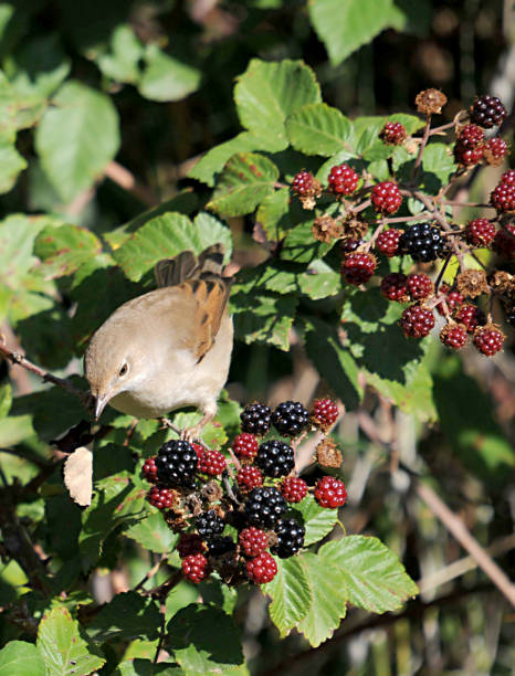 istock Birds in freedom and in their environment. 1339670546