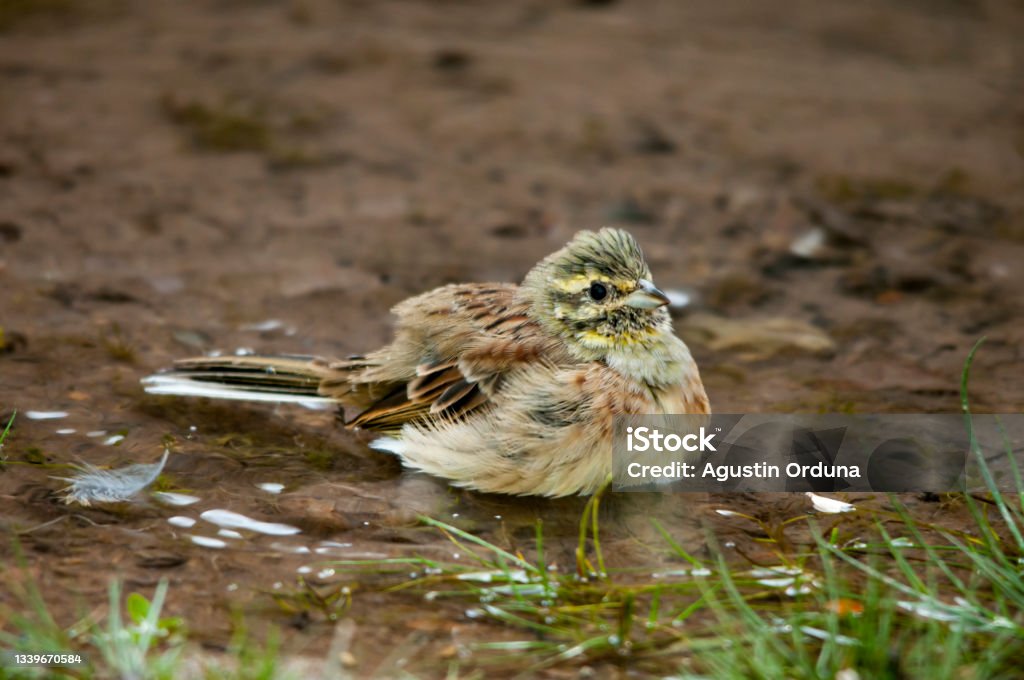 Birds in freedom and in their environment. Emberiza cirlus - Soteño or black-throated bunting is a passerine bird of the Emberizidae family. Agua Volcano Stock Photo