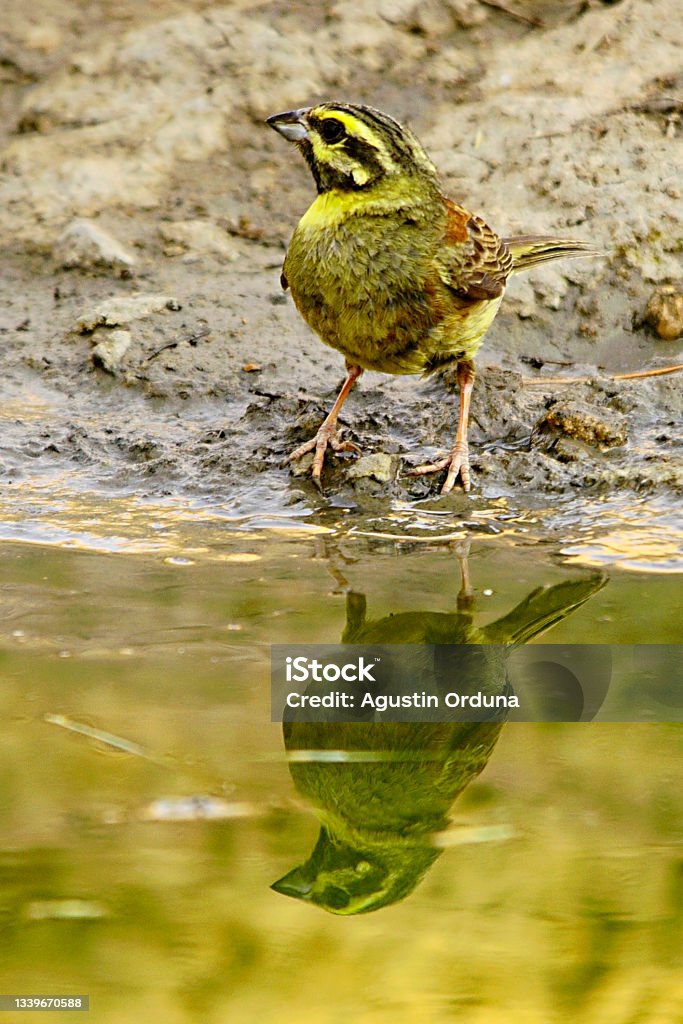 Birds in freedom and in their environment. Emberiza cirlus - Soteño or black-throated bunting is a passerine bird of the Emberizidae family. Agua Volcano Stock Photo