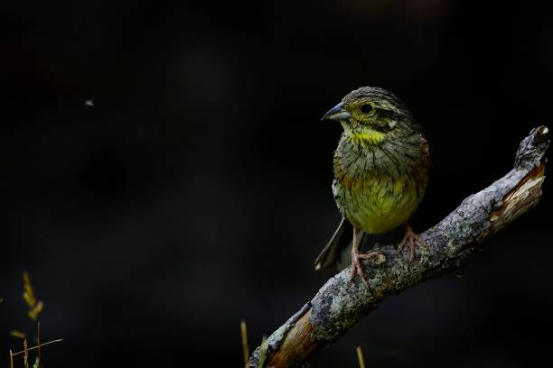 istock Birds in freedom and in their environment. 1339670590
