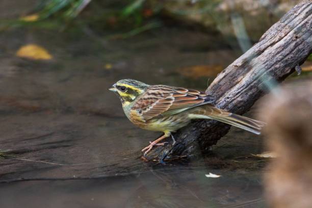 istock Birds in freedom and in their environment. 1339670603
