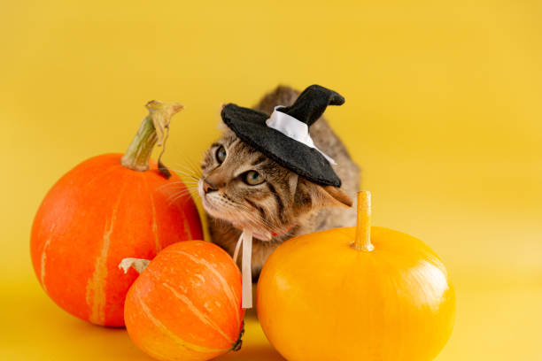 istock Kitten in a witch hat and three pumpkins on a yellow background. 1339670728
