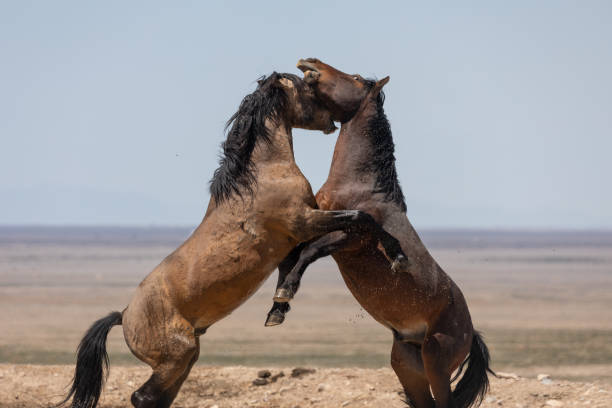 wildpferdehengste kämpfen in utah - 7676 stock-fotos und bilder