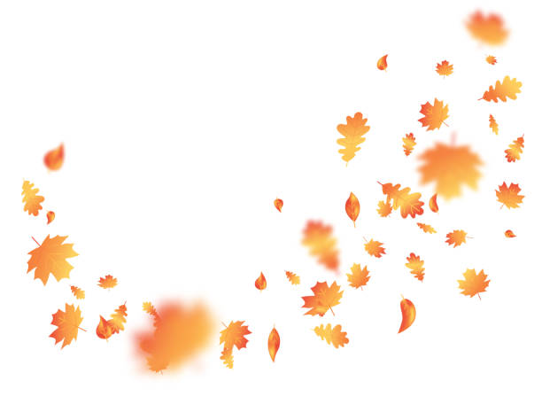 jesienny liść latający na tle. kartka z okazji święta dziękczynienia. jesienna kompozycja klonu. październikowa rama liści. liście dębu dekoracja wrześniowy plakat. pomarańczowa roślina. zaproszenie na przyjęcie żniwne. ilustracja wektorowa - thanksgiving maple leaf abstract autumn stock illustrations