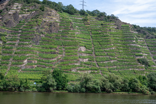 View on hills with terraced vineyards along bank of Mosel river near   Cochem, Germany