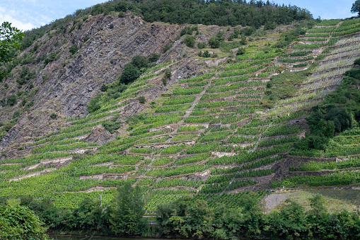 View on hills with terraced vineyards along bank of Mosel river near   Cochem, Germany