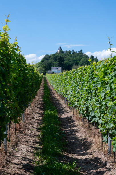 istock Hilly vineyards with white riesling grapes in Mosel river valley, Germany 1339673388