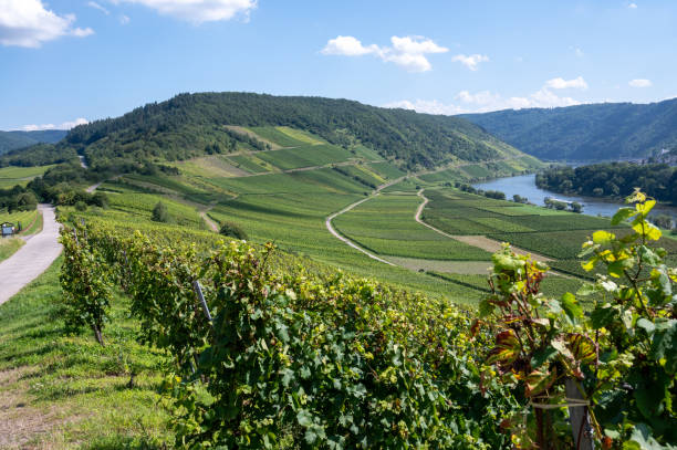 istock Hilly vineyards with white riesling grapes in Mosel river valley, Germany 1339673392