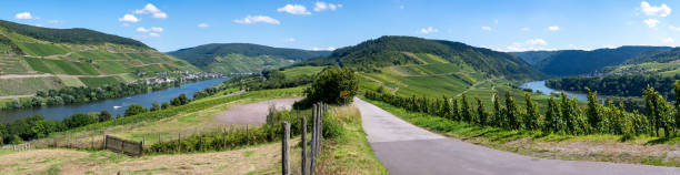 Panoramic view on hilly vineyards with white riesling grapes in Mosel river valley, Germany