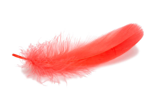 istock Fluffy red color bird feather decorative style in studio isolated on the white 1339673616