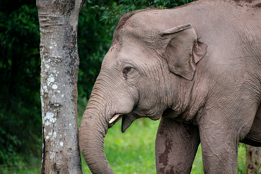 The young Asian elephant uses its trunk to make contact with the tree.