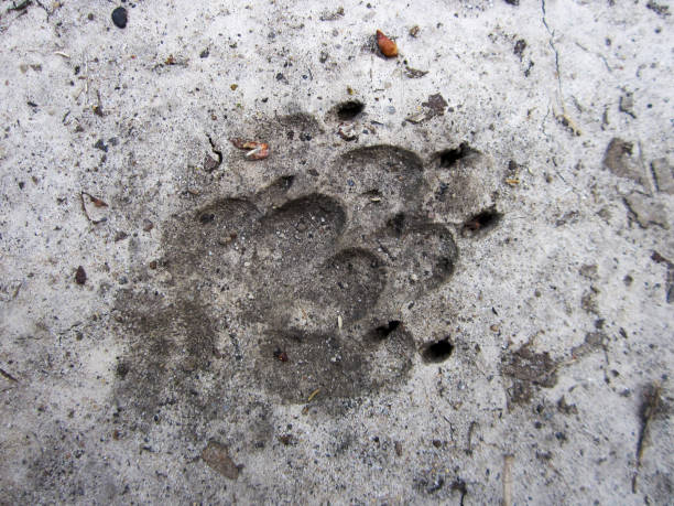 istock footprint animal dog 1339674360