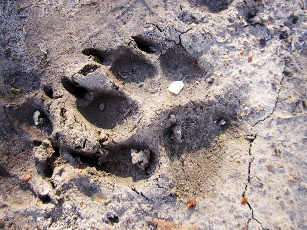 huella animal perro - paw print animal track dirt track fotografías e imágenes de stock