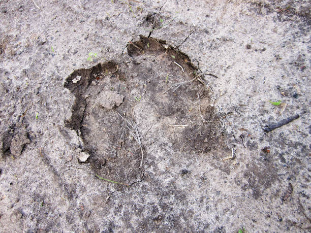 huella animal vaca - paw print animal track dirt track fotografías e imágenes de stock