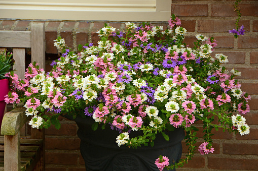 Summer in an Yard: blooming coloured scaevola in a flowerpot. Scaevola in family of  Goodeniaceae.