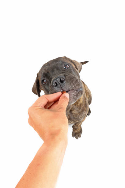 bullmastiff eat treat