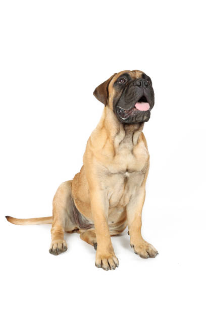 istock puppy dog isolated on white 1339674878