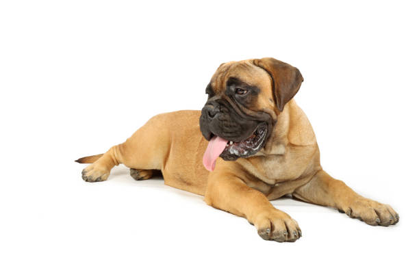 istock puppy dog isolated on white 1339674881